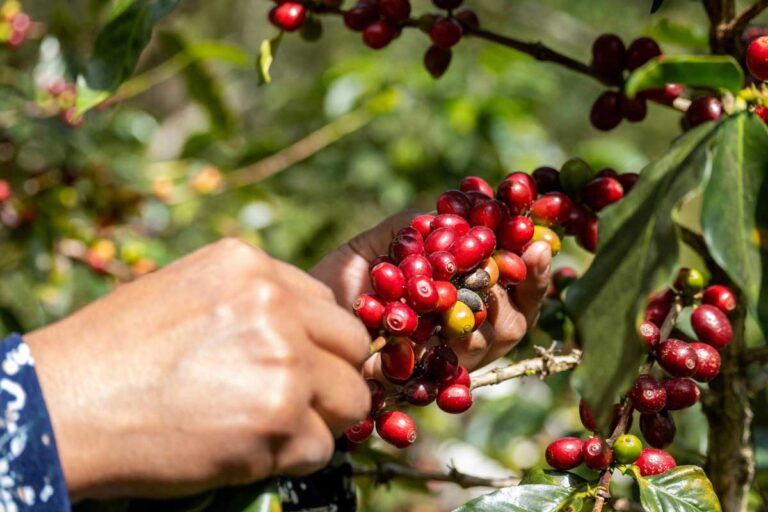Hand harvesting ripe coffee cherries