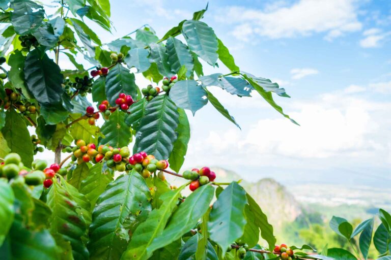 Single Origin vs. Blends: Which Should You Choose?